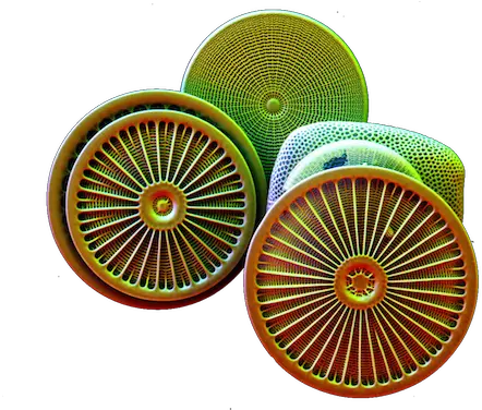 A Healthy Dose Of Plankton Humility Diatom Png Plankton Png