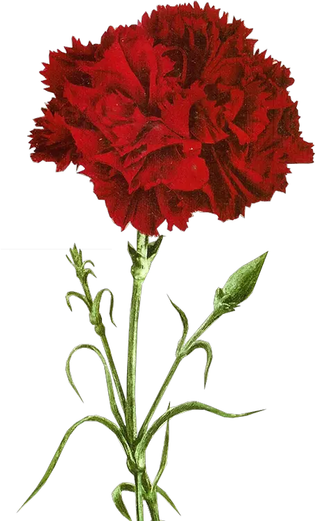 Http Jaehos Tumblr Red Carnation Full Size Png Red Carnation Carnation Png