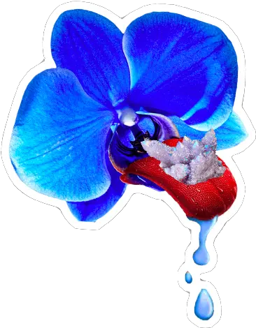 Orchid Sticker U2014 Caroline Augusta Png