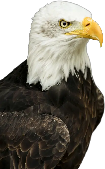 Eagle Png Transparent Image Transparent Bald Eagle Png Eagle Transparent