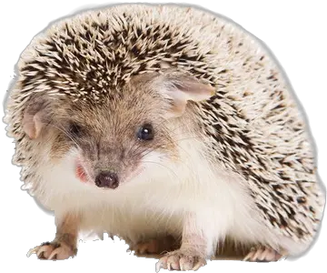 Hedgehog Walking Png Transparent Image Hedgehog No Background Hedgehog Transparent Background