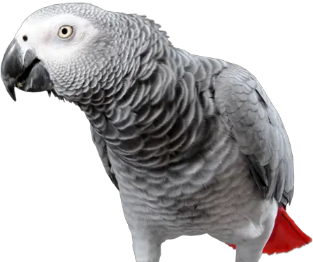 Download African Grey Parrot African Grey Parrot Png Parrot Transparent