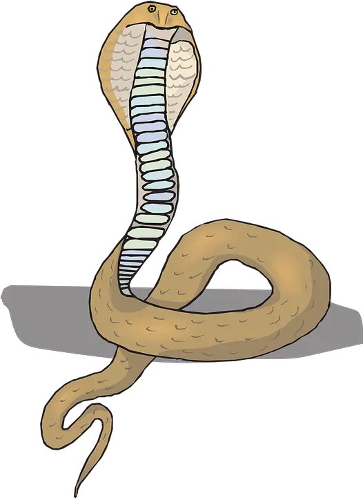 Head Snake Cobra Free Vector Graphic On Pixabay Png Rattlesnake Png