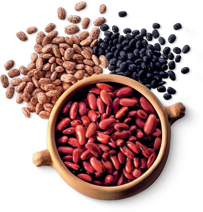 Caibi Ventajas Y Desventajas De Comer Frijoles Png Bean Sprout Icon