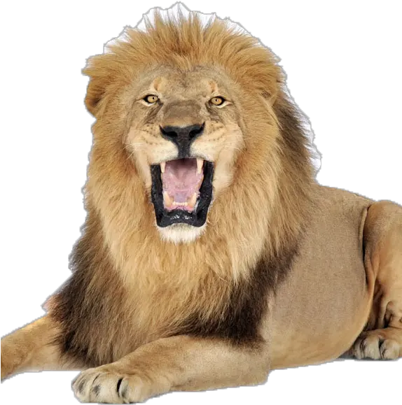 Terrestrial Animal Full Images Of Lion Png Animal Png