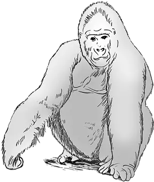 The Big Bang Theory Gorilla Experiment Sketch Png Gorilla Transparent Background