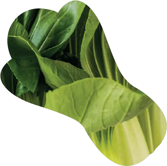 Home Arums Png Exo Icon