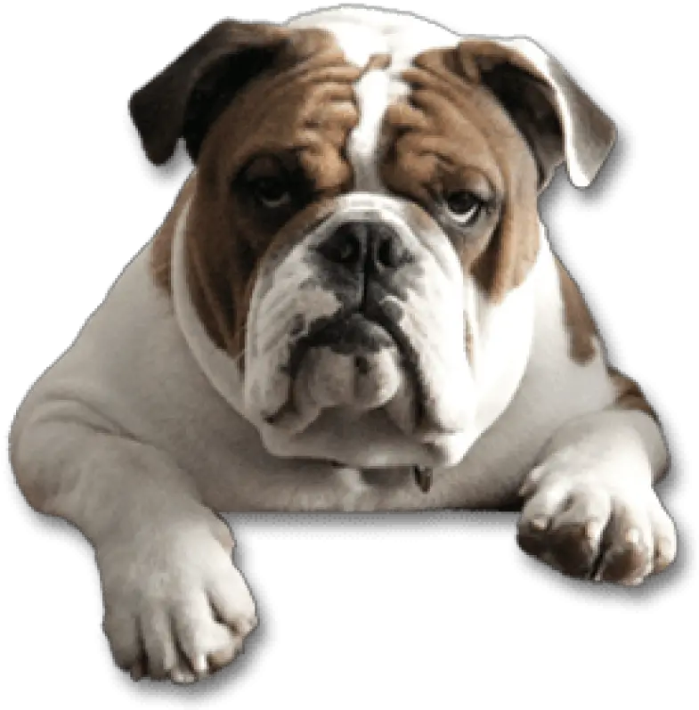 Bull Dog Png Picture Transparent Background Bulldog Png Bulldog Transparent