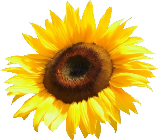 Common Sunflower Clip Art Watercolor Transparent Watercolor Sunflower Png Watercolor Sunflower Png