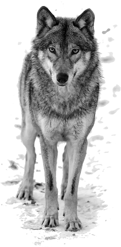 Wolf Png Transparent Stock Images Free Picsart Wolf Png Wolf Transparent Background