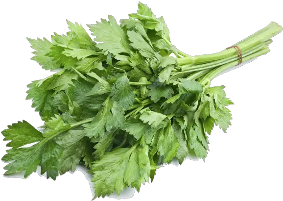Celery Png Daun Seledri Celery Png
