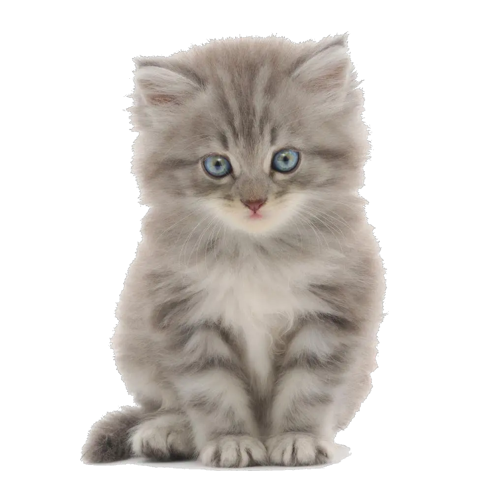 Cute Kittens Png Images Transparent Cute Kitten White Background Kitten Transparent Background