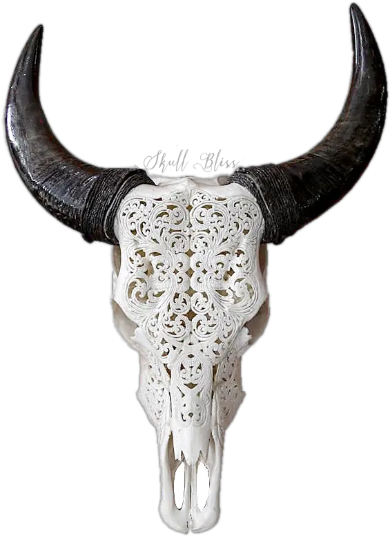 Transparent Bull Skull Png Horned Bull Png Bull Horns Png