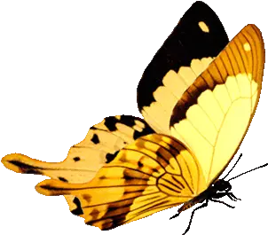 180 Ideas In 2021 Yellow Butterfly Gif Png Life Is Strange Butterfly Icon