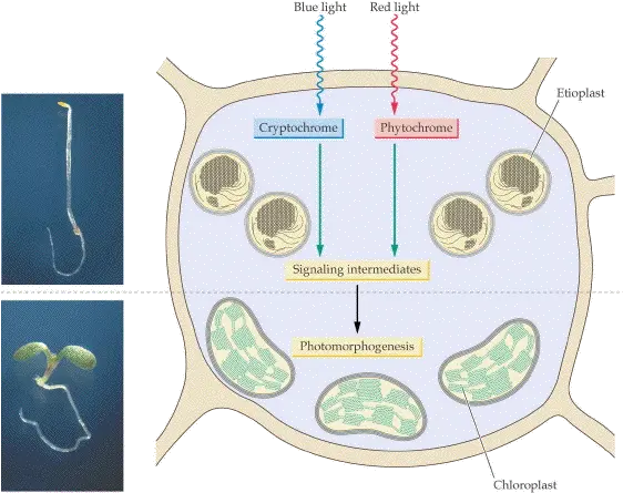 Download Lacan Esbozo De Una Vida Historia Un Sistema Role Of Phytochrome In Photomorphogenesis Png Geometry Dash Electrodynamix Icon