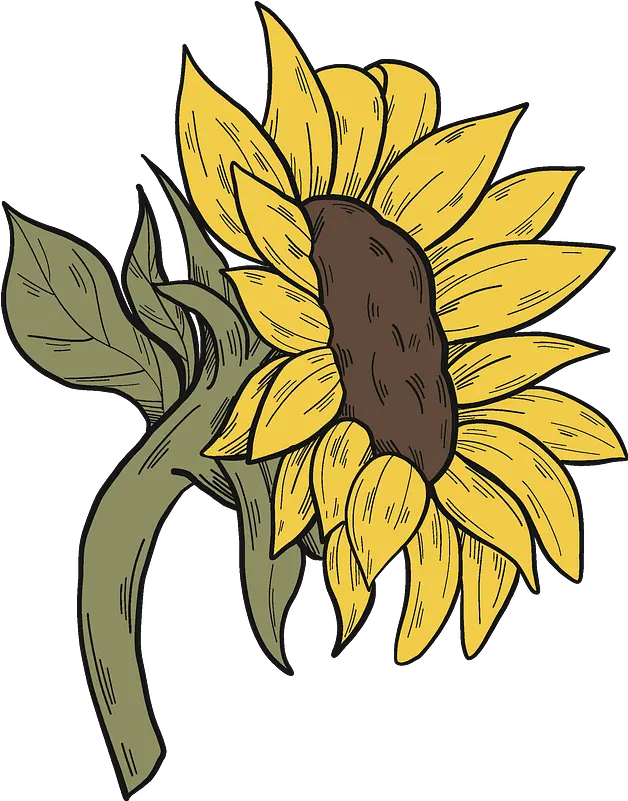 Sunflower Clipart Sunflower Clipart Png Sunflower Clipart Png