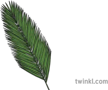 Palm Leaf Illustration Cycad Png Palm Branch Png