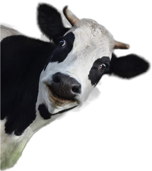 Cow Png Image Dairy Cow White Background Cow Head Png