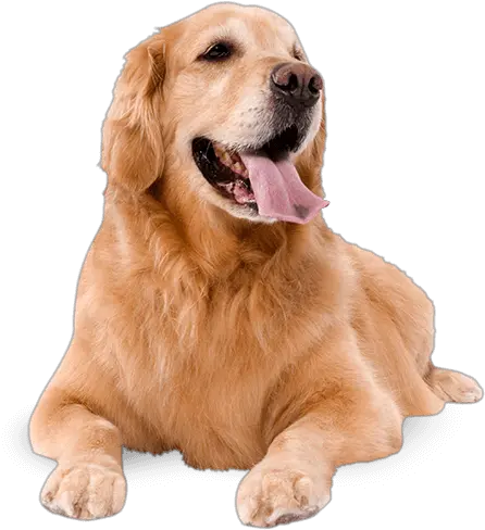 Dogs Png Jpg Royalty Free Library Dog Royalty Free Png Dogs Png