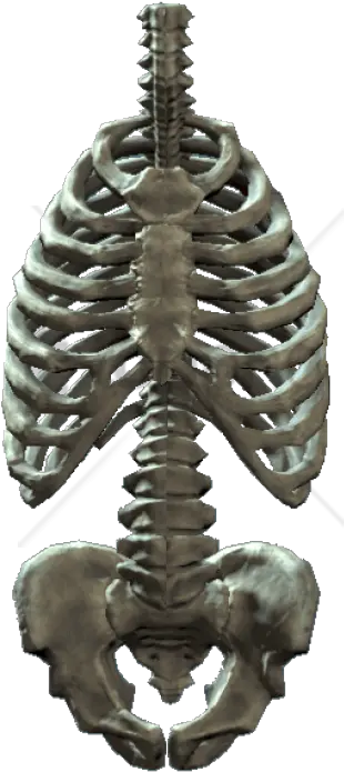 Skeleton Png Images Rib Cage Png Rib Cage Png