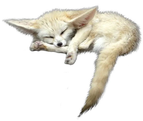 Sleeping Fox Animals White Png Transparent Image Free 9 Fennec Fox Transparent Background Fox Png