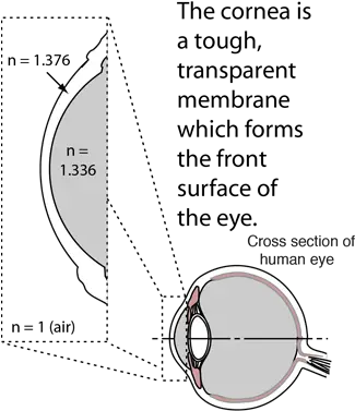 Scale Model Of Human Eye Ciliary Muscle Of The Eye Png Eye Transparent