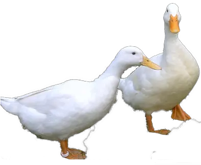 Png Transparent Peking Duck Transparent Peking Duck Png Duck Png