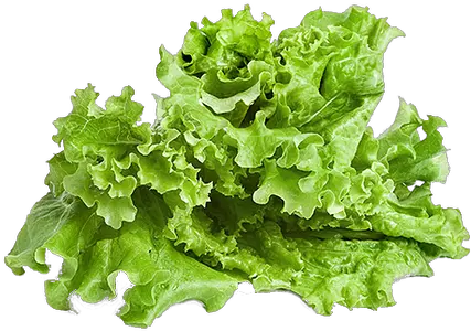 Lettuce Lettuce Png Lettuce Transparent