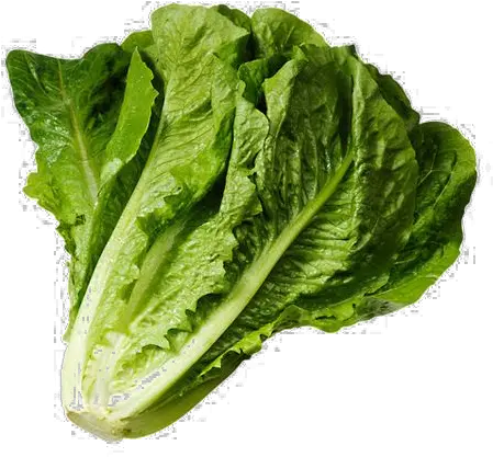 Clipart Spinach Lettuce Png Spinach Png