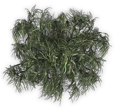 Index Of Hornwort Png Trees Plan Png