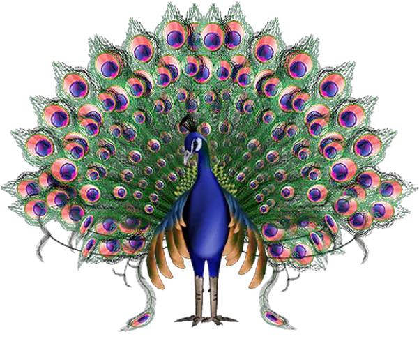 Peacock Png Images Free Download Imagen Animada Del Pavo Real Peacock Feathers Png