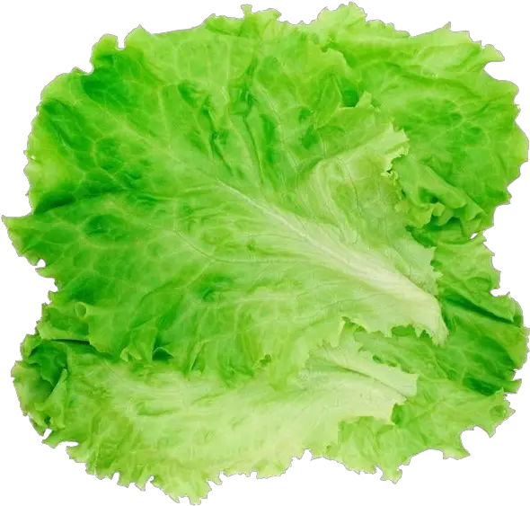 Romaine Lettuce Hamburger Salad Clip Lettuce Png Salad Transparent Background