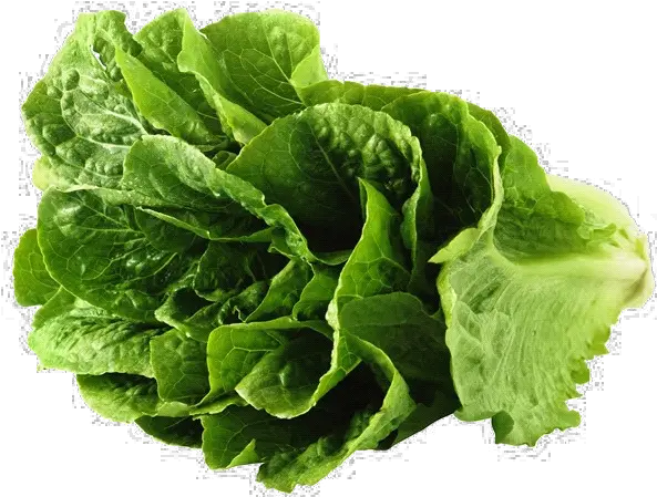 Lettuce Png 3 Image Lettuce Png Lettuce Png