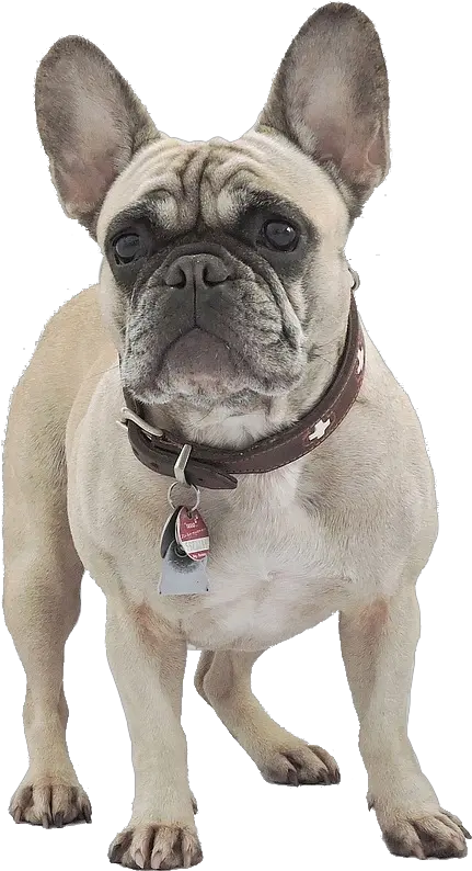 French Bulldog Vp Ranch French Bulldog Tail Pocket Png French Bulldog Png