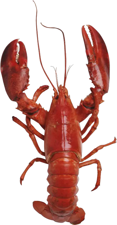 Download Free Png Crayfish Vector Graphics Lobster Seafood American Lobster Png Crawfish Png