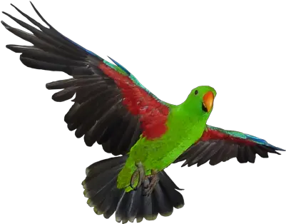 Parrotjunctioncom Eclectus Parrot Png Parrot Transparent