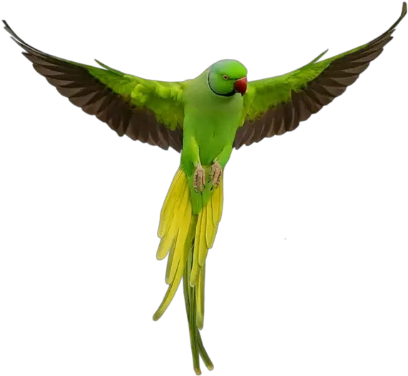 Parrots Png Transparent Images Green Parrot Png Parrot Transparent