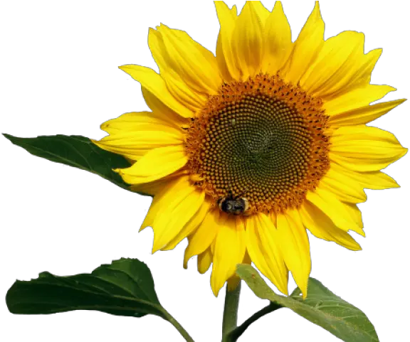 Transparent Background Sunflower Png Transparent Background Sunflower Png Sunflower Transparent Background