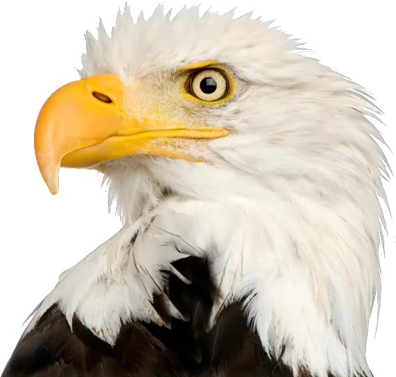 Bald Eagle Png Transparent Bald Eagle Head Png Bald Head Png