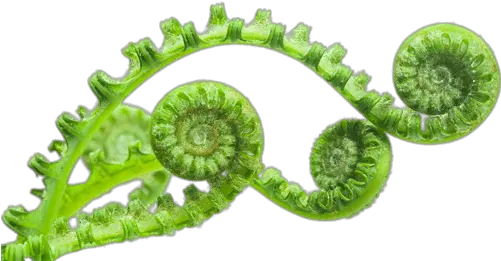 Unfolding Fern Leaves Transparent Png Fern Unfolding Fern Png