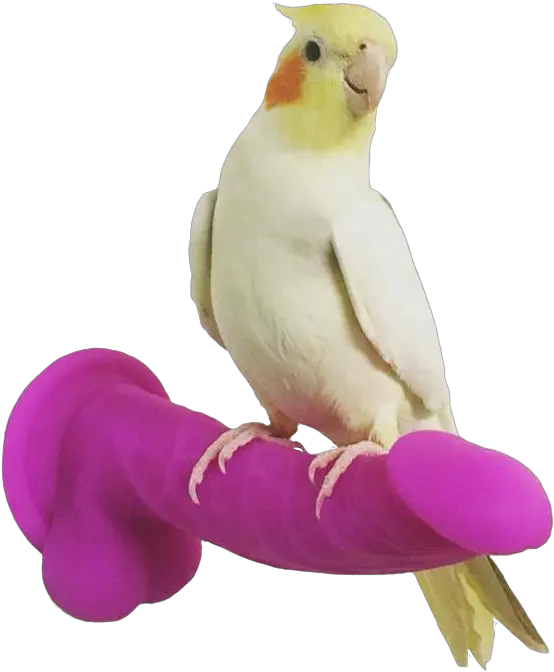 Download Hd Samoa Joe Dirt Bird Perched On Dildo Bird Perched On Dildo Png Samoa Joe Png