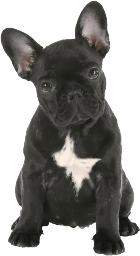 French Bulldog Png Transparent Images Cute Animals With White Background Bulldog Transparent Background