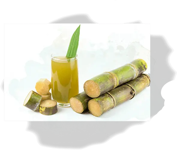 What Is Sugarcane Geevani Png Sugar Cane Png