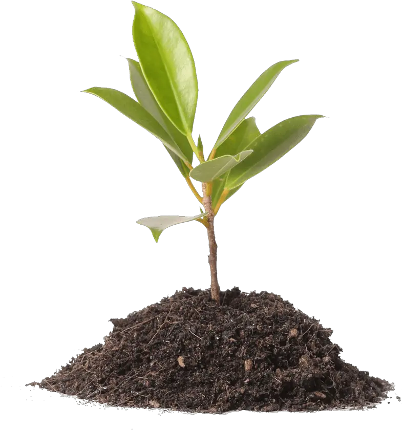 Organic Fertilizer Manufacturer Farming Sunflower In Light Bulb Png Plant Png