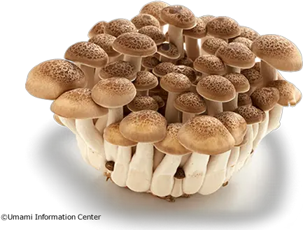 Shiitake Mushroom Transparent U0026 Png Clipart Free Download Ywd Umami Mushroom Mushroom Png