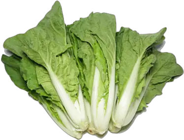 Hong Kong Organic Chinese Cabbage Romaine Lettuce Png Cabbage Transparent