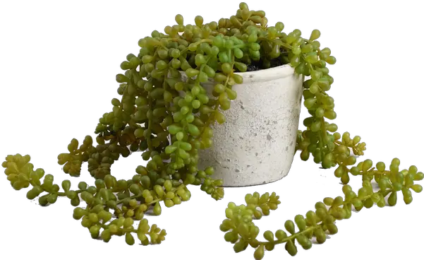 Faux String Of Pearls Plant In Textured Pot Atring Of Pearls Plant Png String Of Pearls Png