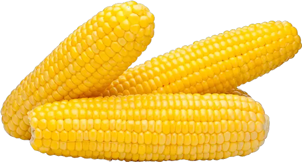 Corn Yellow Png Clipart Images Free Download Free Corn On The Cob Png Corn Cob Png