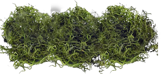 Download Spanish Moss Png Moss Moss Png