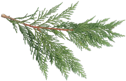 Texture Ninja Pine Texture Leaf Png Rust Texture Png